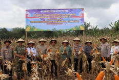 Sukseskan Ketahanan Pangan, Kapolres Lahat Pimpin Panen Raya Jagung di Lokasi Ini