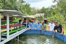 Pokdakan Sungai Gerong Buktikan! Sistem IMTA Ampuh Kurangi Limbah Budidaya