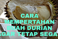 Cara Menyimpan Durian Terbuka Agar Tetap Rasanya Enak, Segar dan Tahan Lama!