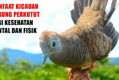Kicauan Perkutut Bikin Rileks, Tapi Bisakah Sembuhkan Penyakit?