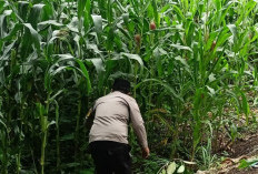 Polres Lahat Cek Tanaman Jagung Warga di Desa Tanah Pilih Dukung Ketahanan Pangan