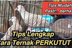 Info untuk Pemula! Panduan Lengkap Belajar Ternak Perkutut dengan Mudah dan Efektif