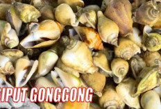 7 Rekomendasi Wisata Kuliner Legendaris Khas Bangka Belitung, Wajib Cicip Siput Gonggong Rasanya Unik Banget