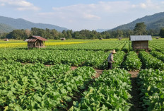 Mengungkap Daerah Penghasil Sawi Terbanyak dan Potensinya di Sumatera Selatan!