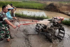 Dukung Program Ketahanan Pangan Nasional, Babinsa Kaur Utara Ambil Langkah Ini