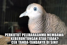 Perkutut Peliharaanmu Membawa Keberuntungan atau Tidak? Cek Tanda-Tandanya di Sini!