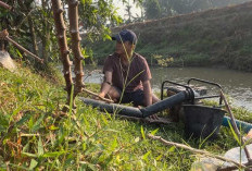 Harga BBM Naik, Petani OKU Timur Terpaksa Rogoh Hampir Rp1 Juta untuk Sedot Air Sawah
