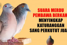 Suara Merdu Pembawa Berkah! Menyingkap Katuranggan Sang Perkutut Juara