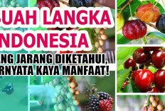 Buah Langka Asli Indonesia yang Jarang Diketahui, Ternyata Kaya Manfaat!