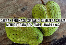 Menelisik 4 Daerah Penghasil Buah Sirsak di Sumatera Selatan Menurut Data BPS, Siapa Jawaranya?