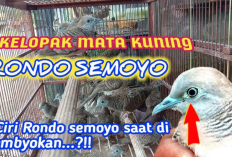 Ciri-ciri Perkutut Rondo Semoyo Asli, Ini Mitos, Keunikan dan Harganya