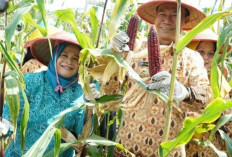 Dukung Ketahanan Pangan, Kelompok Tani KWT Panen Raya Jagung Batik dan Bawang Merah, Ini Harapannya