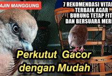 Rahasia Perkutut Jawara! 7 Rekomendasi Vitamin Terbaik agar Mental, Stamina, dan Suara Tetap Maksimal