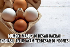 Sumsel Masuk 10 Besar Daerah Penghasil Telur Ayam Terbesar di Indonesia, Cek Posisinya!