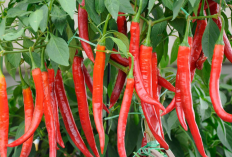 5 Daerah Penghasil Cabai Merah Terbesar di Indonesia, Raja Cabai Ternyata...