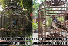 Perkutut Katuranggan Langka Ini Disebut Bisa Lindungi Pemilik dari Bahaya Dunia dan Akhirat, Kenali Ciri-cirin