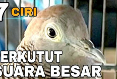 Banyak yang Ga Sadar! Ini 7 Ciri Suara Perkutut Langka yang Bisa Bikin Kolektor Rela Bayar Mahal