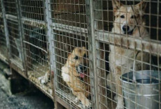 Viral! Diduga untuk Kuliner di Solo, Ratusan Anjing di Amankan di Tol Kalikangkung