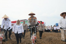 Wakapolda Sumsel Tanam Jagung Kuartal III, Berikut Lokasinya