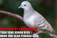 Rahasia Mistis Leluhur, 5 Jenis Perkutut Katuranggan Bertuah yang Konon Bisa Berubah Jadi Ular Penjaga Gaib