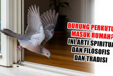 Burung Perkutut Masuk Rumah? Ini Arti Spiritual dan Filosofis dan Tradisi