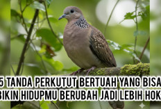 Jangan Salah Pilih! 5 Tanda Perkutut Bertuah yang Bisa Bikin Hidupmu Berubah Jadi Lebih Hoki