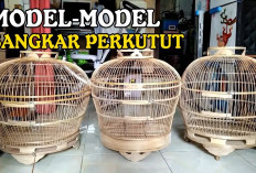 Tipe Sangkar yang Cocok untuk Perkutut Katuranggan, Rahasia Perawatan Burung Istimewa Pembawa Hoki!