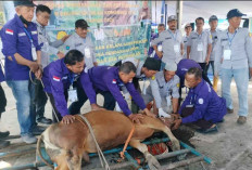 Idul Adha 1447 H, Disbunnak OKI Sembelih 5 Sapi dan 1 Kambing 