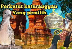 7 Perkutut Katuranggan Paling Pemilih, Hanya Bertuah Jika Cocok dengan Pemiliknya