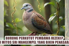 Burung Perkutut Pembawa Rezeki? Ini Mitos Sri Mangempel yang Bikin Penasaran