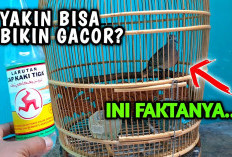 Makin Gacor! 7 Pakan Burung Perkutut Suara Makin Syahdu, Dijamin Sehat