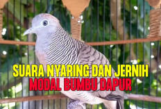 Cara Ampuh Mengobati Perkutut Serak, Gunakan Bahan Dapur Ini Pasti Joss Lagi! 