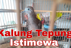 Mengenal Perkutut Kalung Tepung, Burung Pembawa Berkah Melimpah