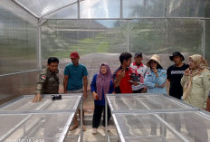 Jaga Mutu dan Rasa Olahan Kopi, Inovasi Disbun Lahat dengan Teknologi Solar Dryer, Ini Keunggulannya