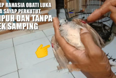 Resep Rahasia Obati Luka pada Sayap Perkutut, Ampuh dan Tanpa Efek Samping