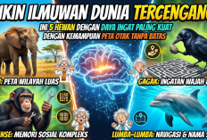 Bikin Ilmuwan Tercengang! Ini 5 Hewan dengan Daya Ingat Paling Kuat dengan Kemampuan Peta Otak Tanpa Batas