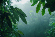 INFO BMKG, Prakiraan Cuaca di Sumsel Hari ini Sabtu 13 September 2025