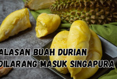 NO Debat! Ternyata Ini Alasan Durian Dilarang Masuk ke Negara Singapura