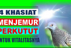 Jangan Lewatkan! 4 Khasiat Menjemur Perkutut untuk Vitalitasnya