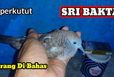 Perkutut Sri Bakta, Burung Langka dengan Tuah Sebagai Penglaris Usaha dan Pembawa Martabat, Ini Ciri-cirinya