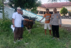 Pemkab Ogan Ilir Kurban 17 Sapi, Bupati Panca dan Wabup Ardani Akan Shalat Ied di Masjid Agung An-Nur