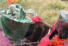 Peroleh Manis Madu Puluhan Kilogram, Koptan Padang Muara Dua Lahat Hasilkan Cuan