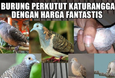Incaran Para Milioner! 6 Burung Perkutut Katuranggan dengan Harga Fantastis