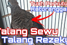 Mengenal Ciri Perkutut Talang Sewu, Mitosnya Pembawa Rezeki Terus Menerus