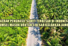 Ga Kaleng-Kaleng! 7 Daerah Penghasil Sawit Terbesar di Indonesia, Sumsel Masuk Urutan 5 Besar Kalahkan Jambi