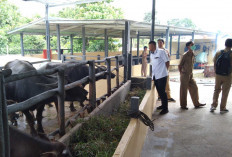 Belum Miliki RPH Sendiri, Dinas TPHP Lahat Lakukan Hal Ini Dalam Pengawasan Peredaran Daging