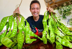 Daerah Mana Saja Penghasil Petai Terbanyak di Sumsel 2025? Ini Dia Daftarnya!