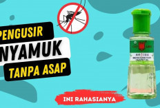 Trik Ampuh Mengusir Nyamuk dari Rumah, Kombinasikan Jeruk Nipis dan Minyak Kayu Putih, Begini Cara Buatnya!