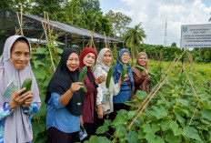Berdayakan Masyarakat, STIPER Sriwigama Terapkan Teknologi Pemangkasan Pucuk Apikal pada Budidaya Mentimun