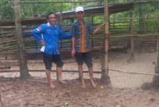 Dukung Ketahanan Pangan, Pemdes Padang Bindu Lahat Ternak Sapi Pakai Dana Desa, Ini Jumlahnya